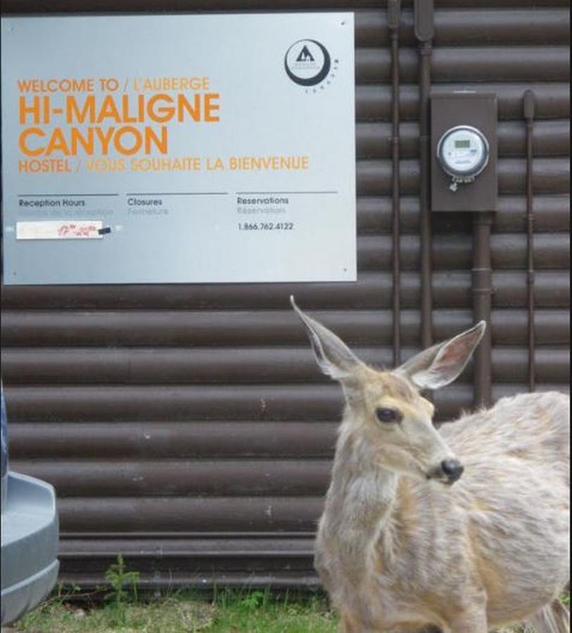 Hi Maligne Canyon - Hostel แจสเปอร์ ภายนอก รูปภาพ